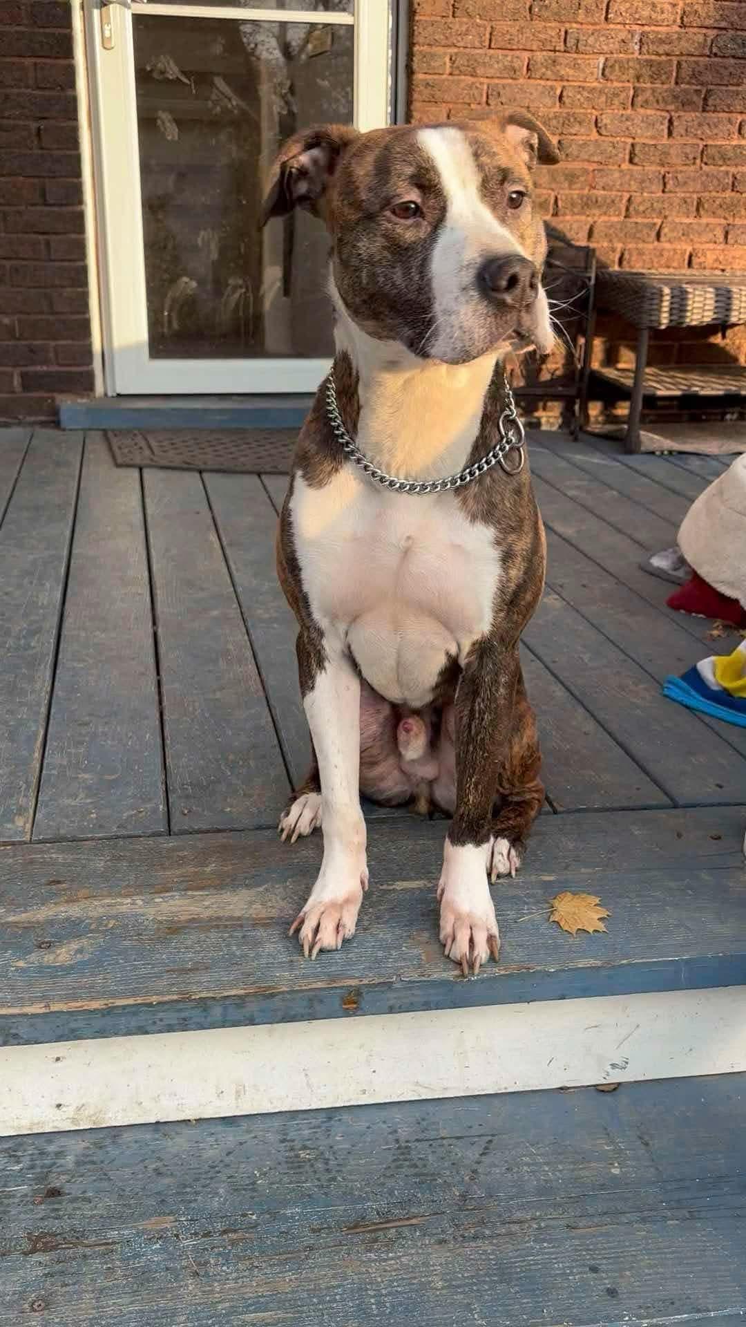 Seth, a Adoptable mixed breed in Massillon, OH image 1/5