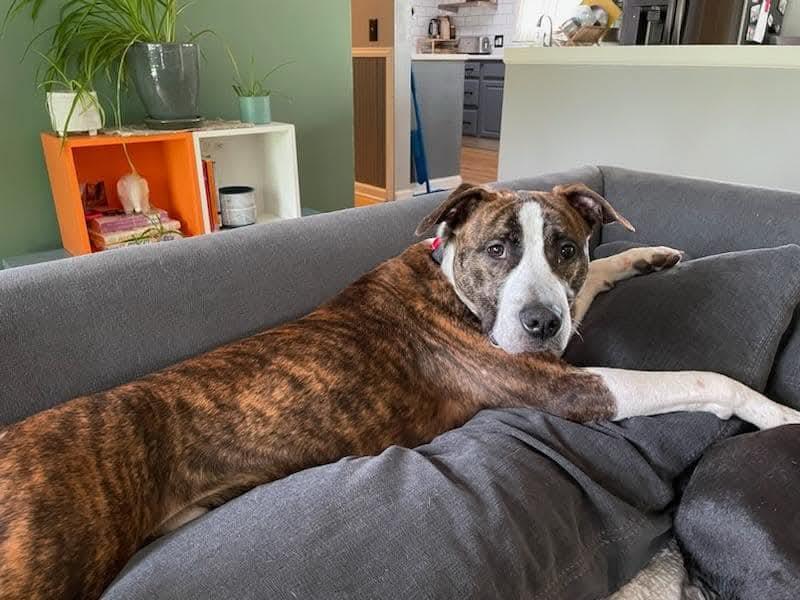 Seth, a Adoptable mixed breed in Massillon, OH image 2/5