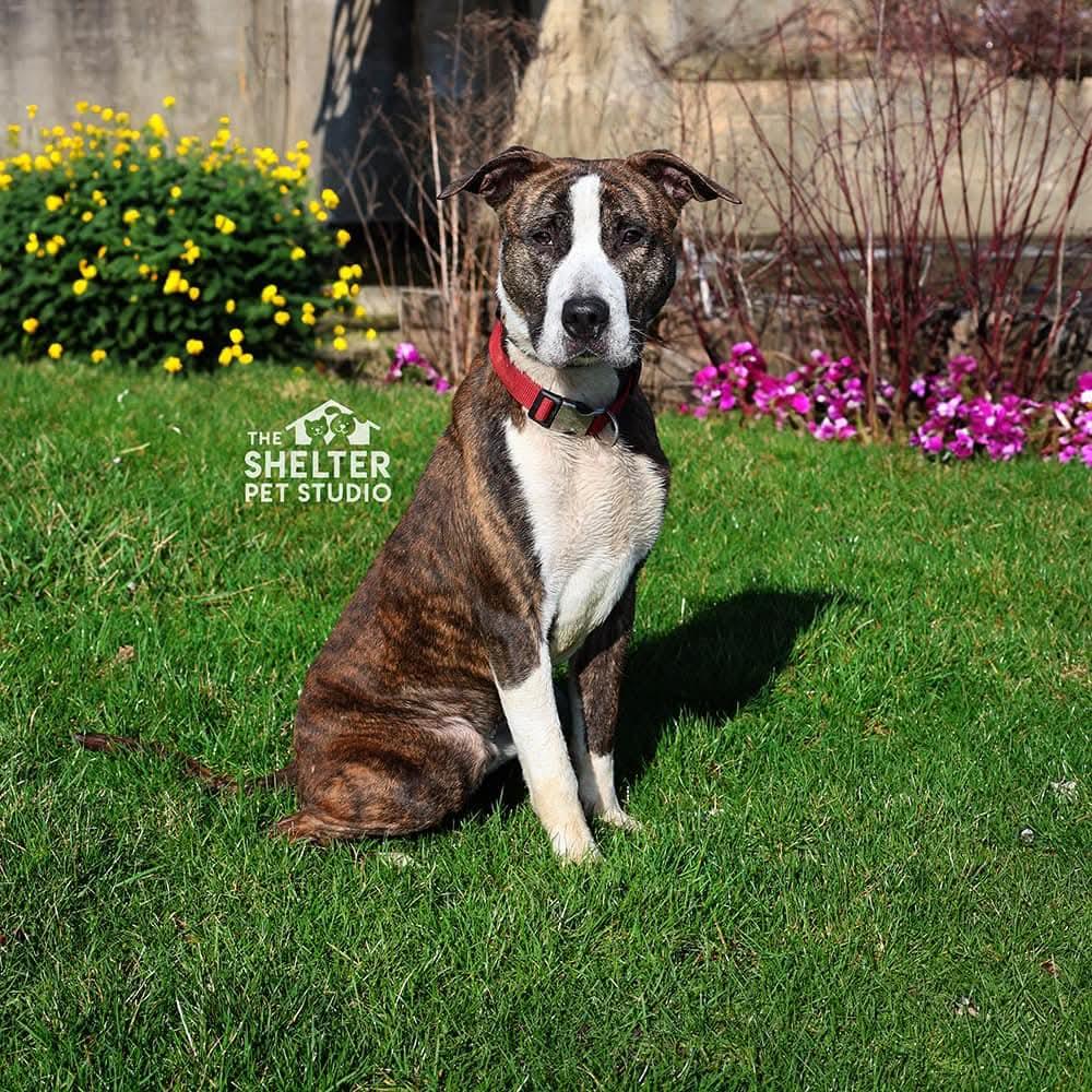 Seth, a Adoptable mixed breed in Massillon, OH image 3/5