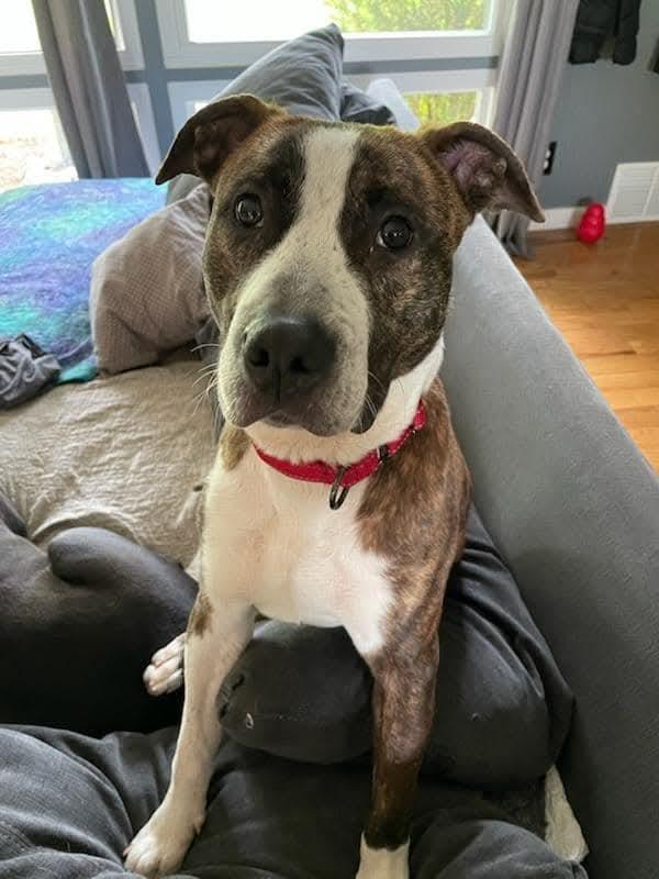 Seth, a Adoptable mixed breed in Massillon, OH image 4/5