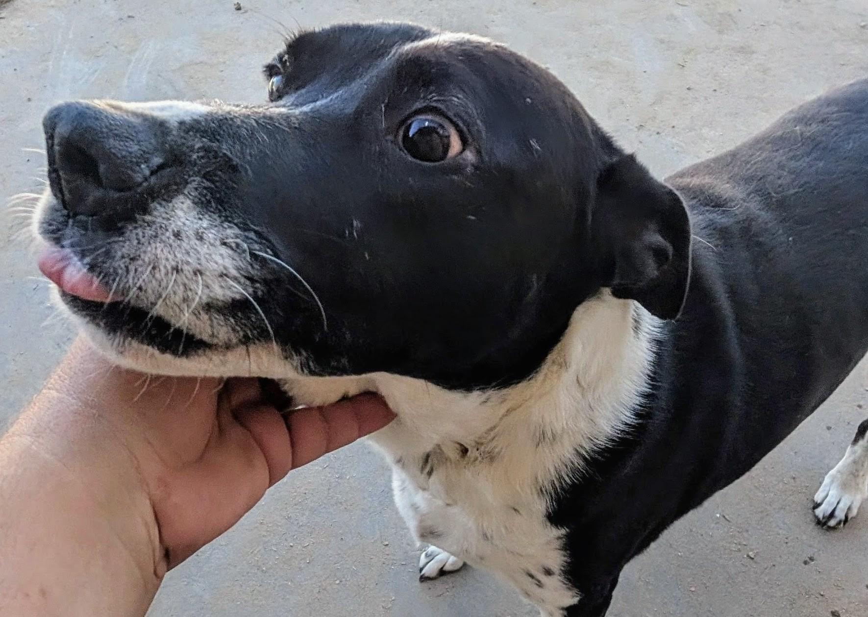 SMOKEY, a ADOPTABLE mixed breed in Pena Blanca, NM image 2/3