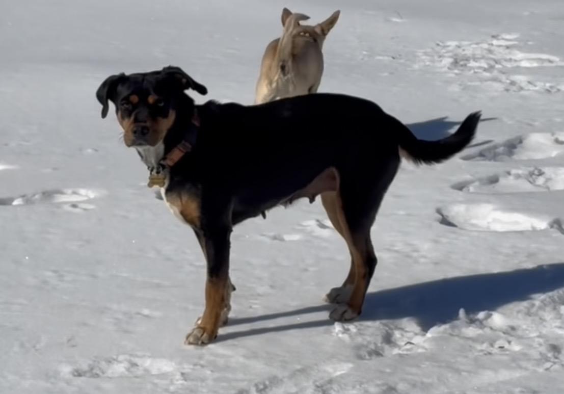 Enlarge Coco , a ADOPTABLE mixed breed in Warrenton, VA image 3/4