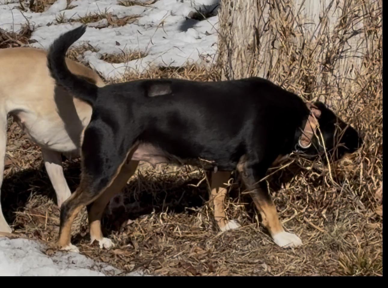Enlarge Coco , a ADOPTABLE mixed breed in Warrenton, VA image 2/4