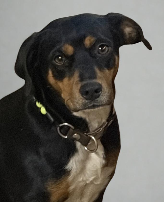 Enlarge Coco , a ADOPTABLE mixed breed in Warrenton, VA image 1/4