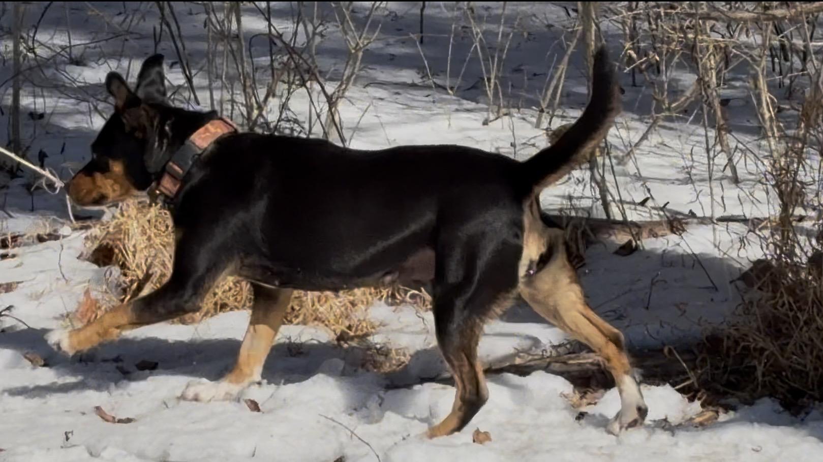 Enlarge Coco , a ADOPTABLE mixed breed in Warrenton, VA image 4/4