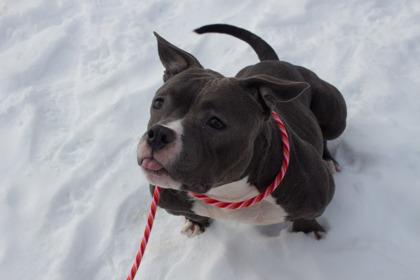 Lottie, Adoptable, Adult Female Pit Bull Terrier & Mixed Breed.