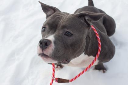 Lottie, a Adoptable mixed breed in Woodbury, MN image 1/3