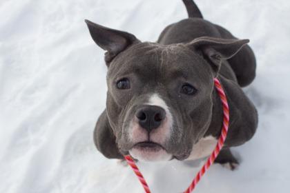 Lottie, a Adoptable mixed breed in Woodbury, MN image 2/3