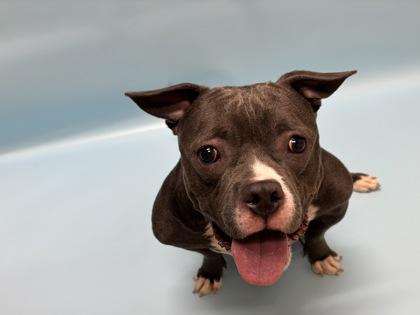 Lottie, a Adoptable mixed breed in Woodbury, MN image 3/3