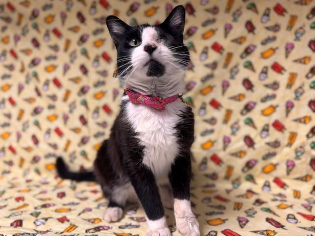 Enlarge MARGOT, a Adoptable Domestic Short Hair in Fairfield, CA image 1/1