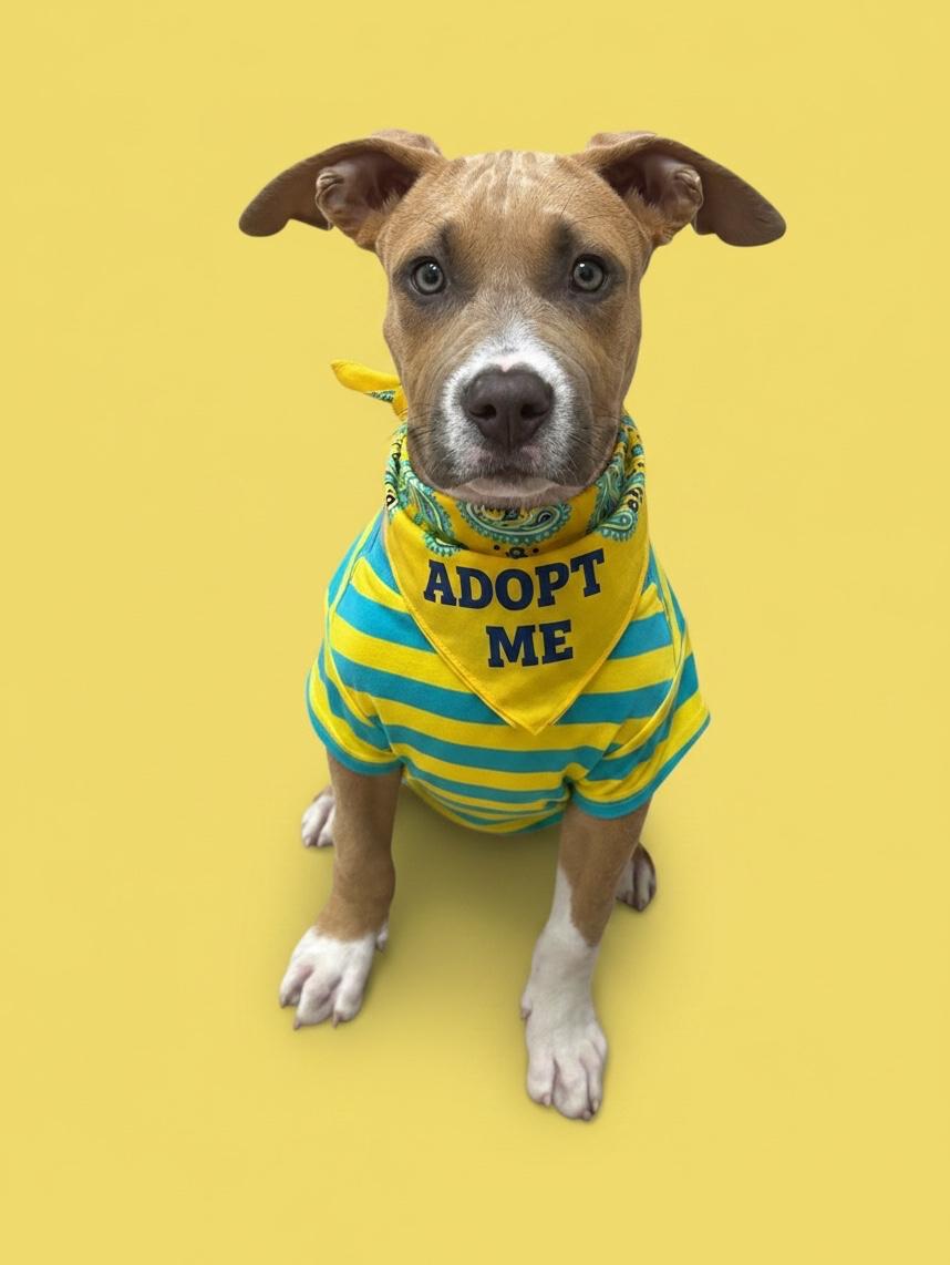 Enlarge Caleb-ADOPT Me, an adopted Pit Bull Terrier in Redondo Beach, CA image 2/3