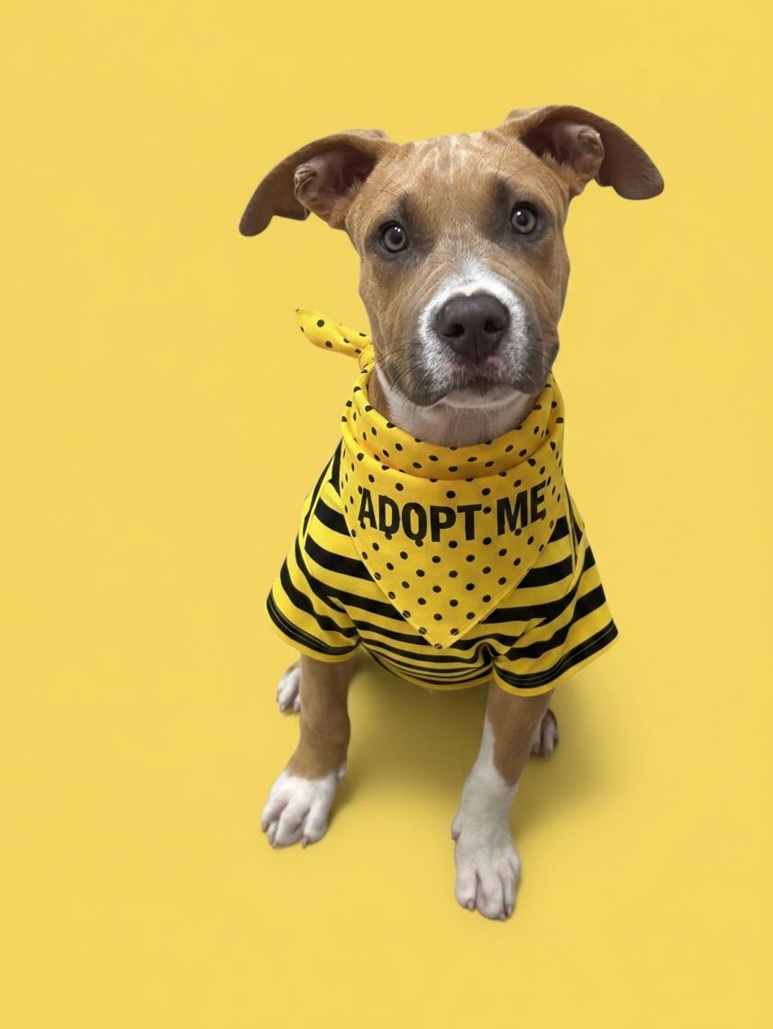 Caleb-ADOPT Me, adopted, Puppy Male Pit Bull Terrier.