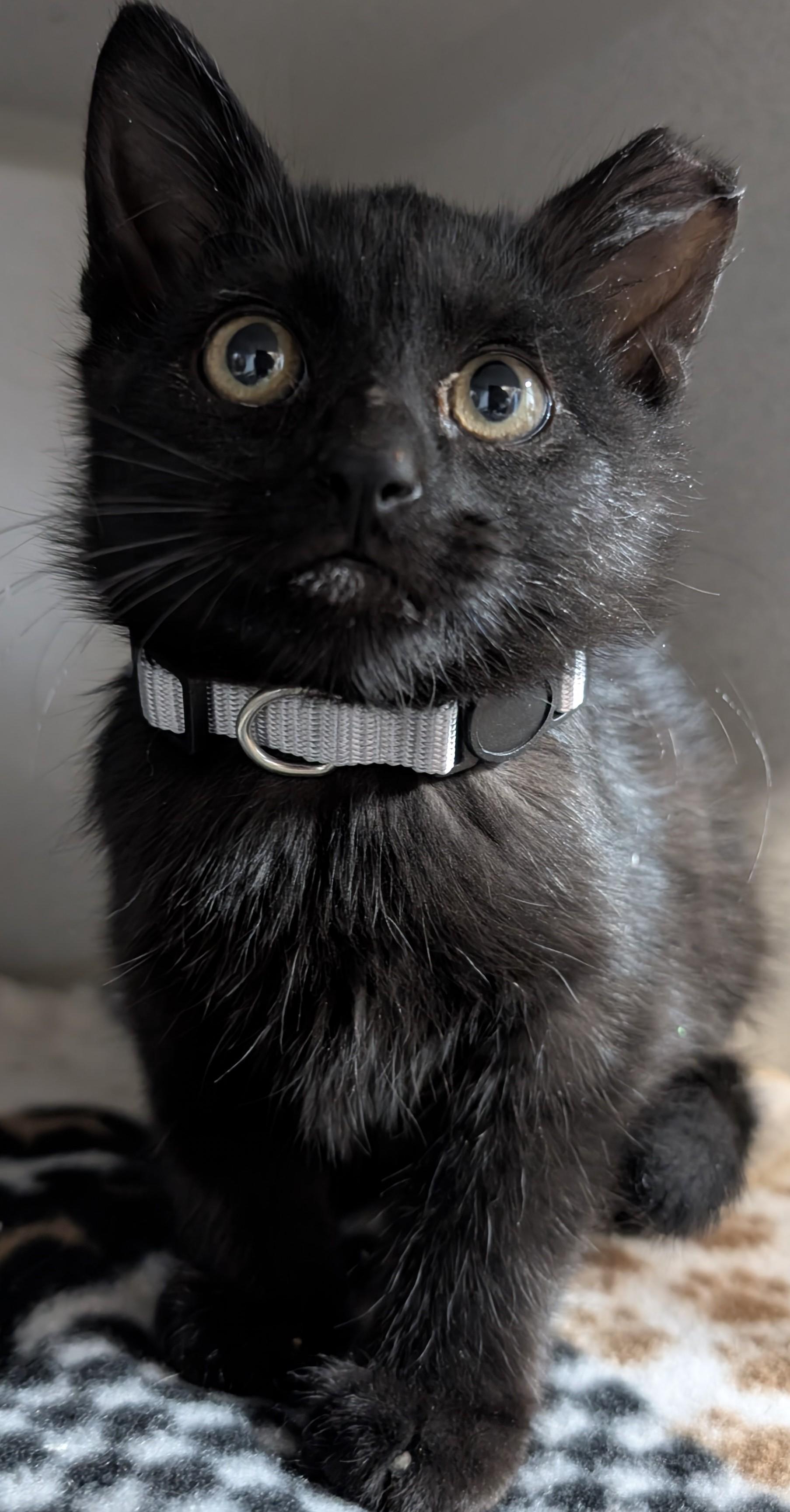 Kylo, Adoptable, Kitten Male Domestic Medium Hair.