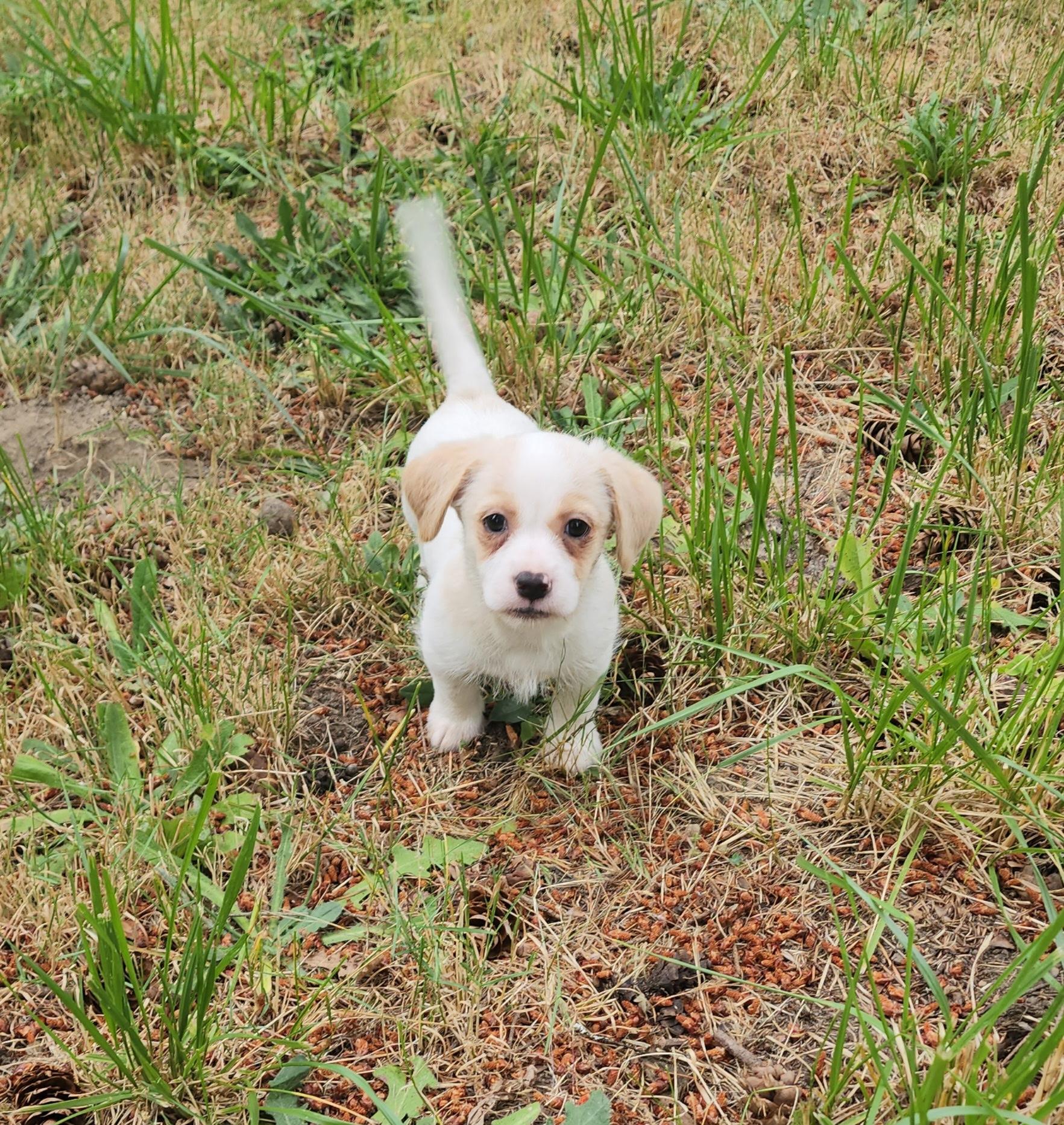 KANE, an adopted mixed breed in Graham, WA image 5/6