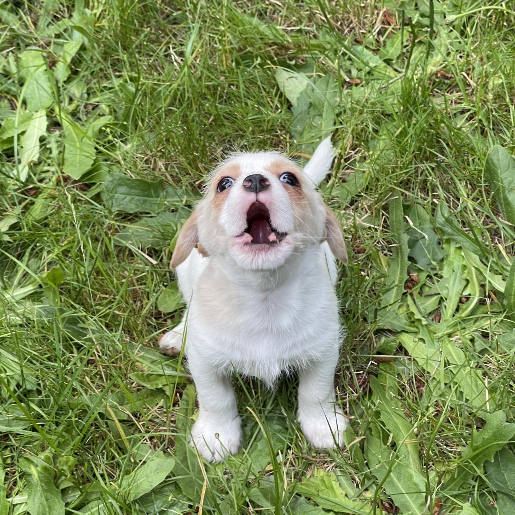 KANE, adopted, Puppy Male Chihuahua.