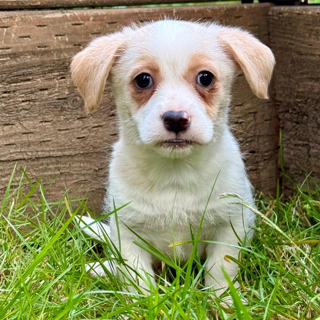 KANE, an adopted mixed breed in Graham, WA image 2/6