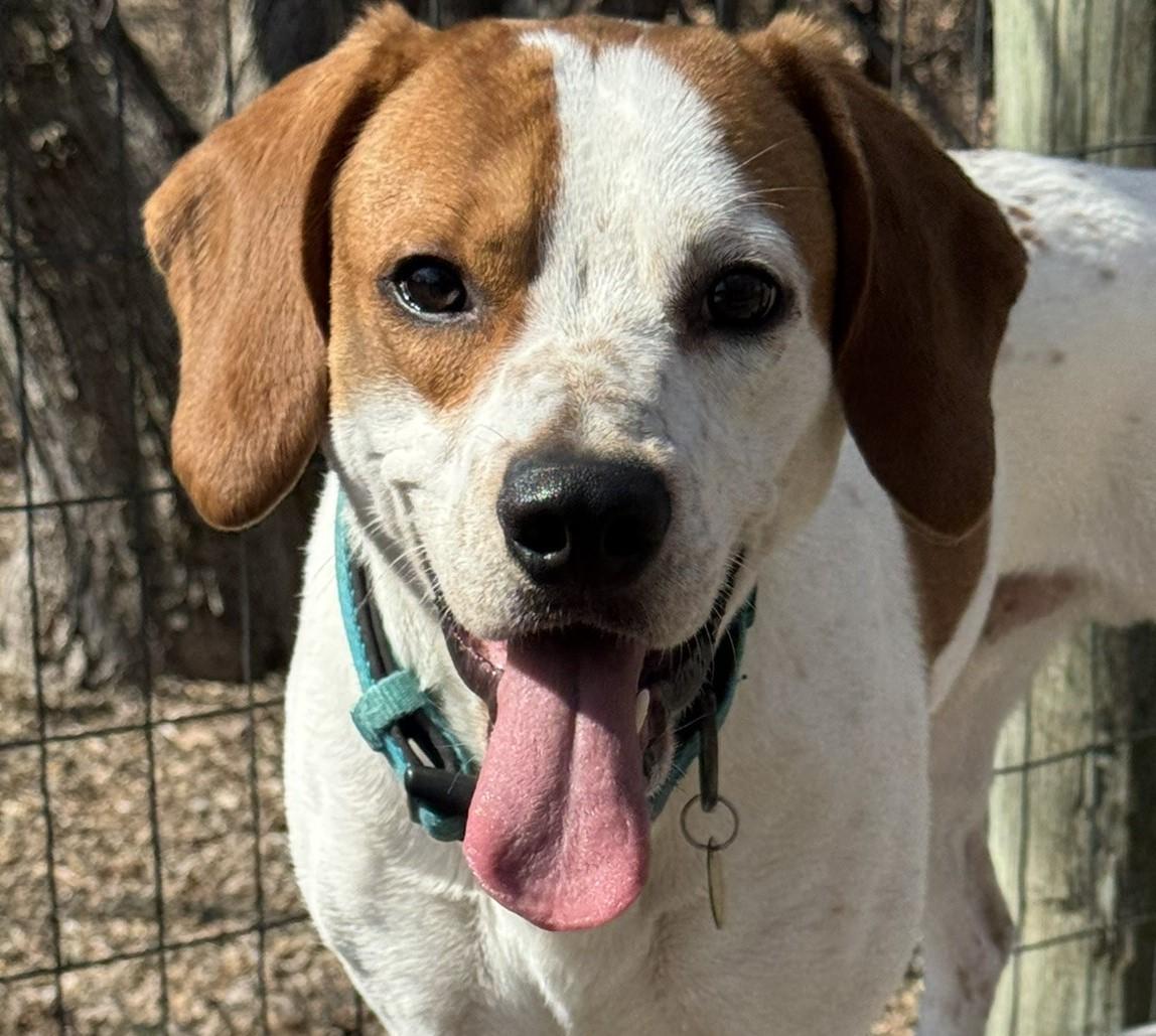 Charlie, a Adopted mixed breed in Fairfield, IA image 6/6