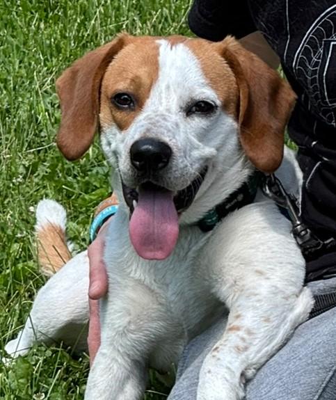 Charlie, a Adopted mixed breed in Fairfield, IA image 2/6