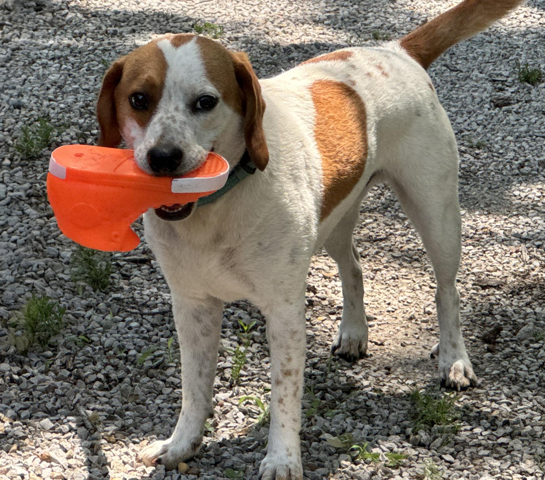 Charlie, a Adopted mixed breed in Fairfield, IA image 1/6
