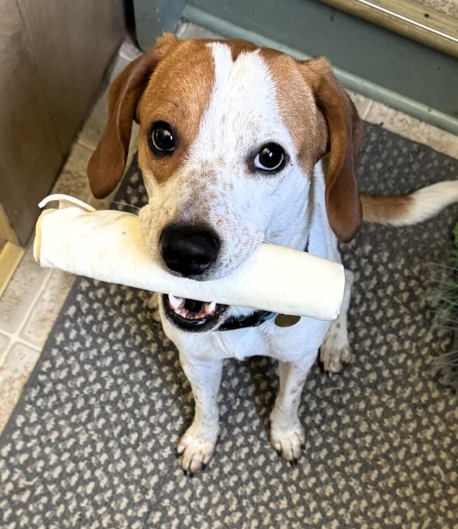 Charlie, a Adopted mixed breed in Fairfield, IA image 5/6