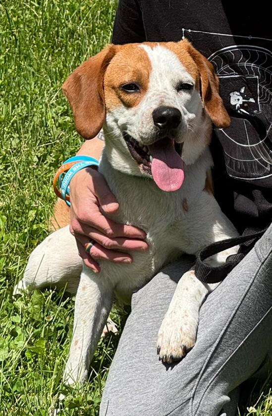 Charlie, a Adopted mixed breed in Fairfield, IA image 4/6