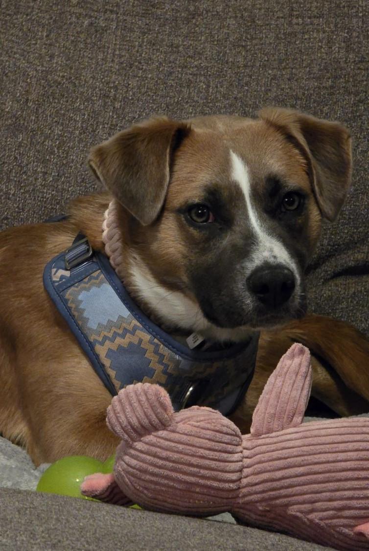 Harper, Adoptable, Young Female Border Collie.