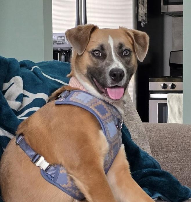 Harper, a Adoptable mixed breed in Southampton, PA image 2/3