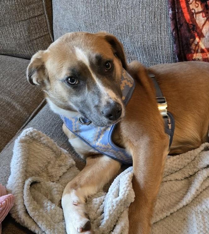 Harper, a Adoptable mixed breed in Southampton, PA image 3/3