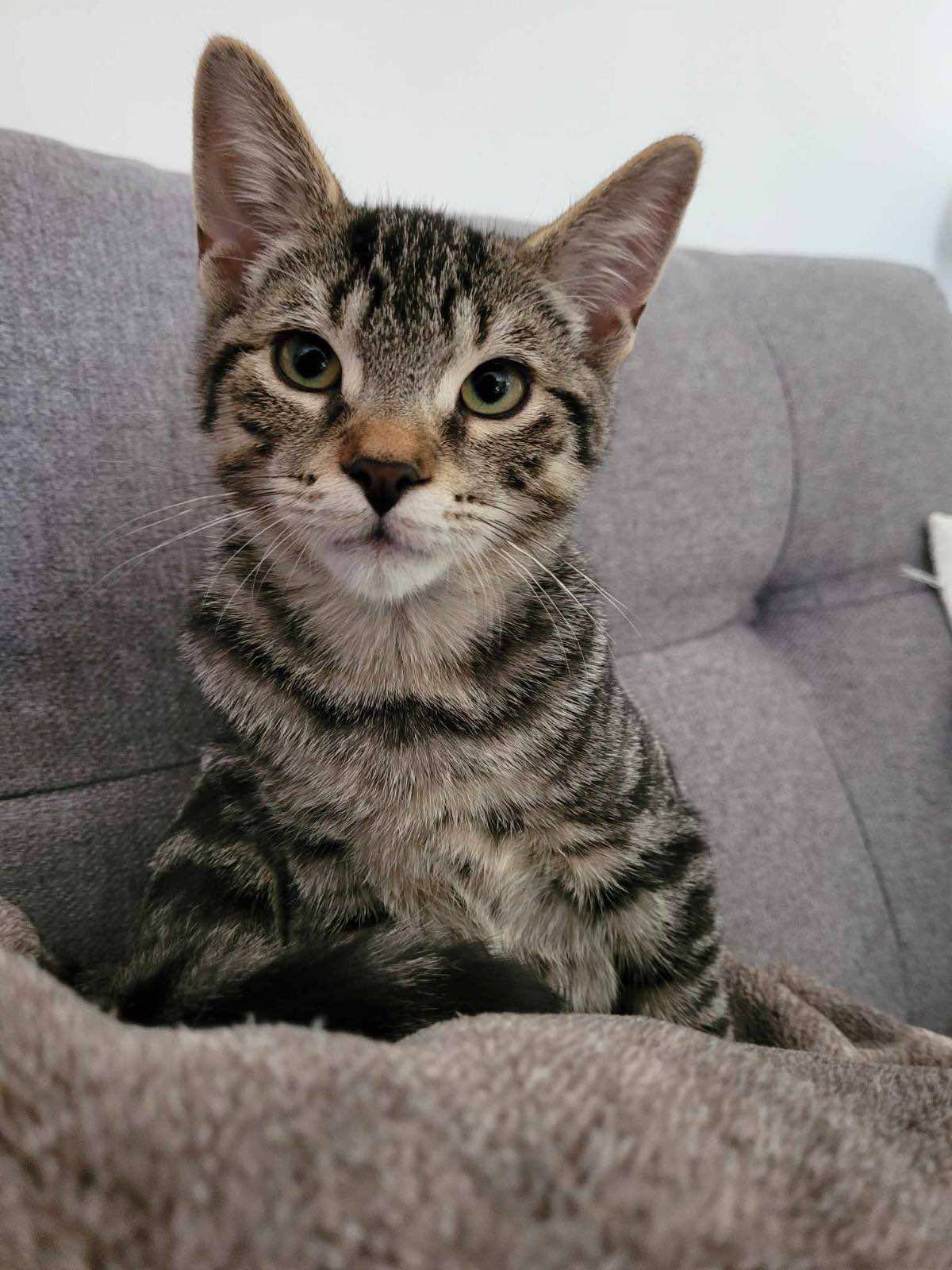 Cat for adoption COSMOS, a Domestic Short Hair in Delson, QC Petfinder