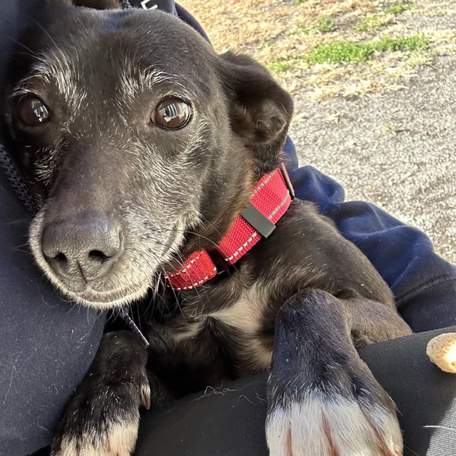 Poppy, Adoptable, Adult Female Miniature Pinscher.