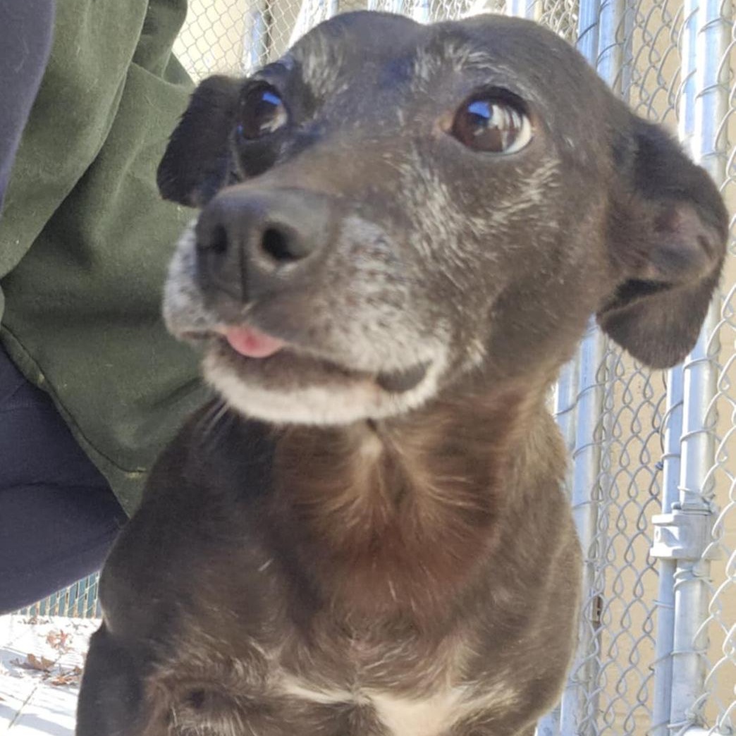 Poppy, a Adoptable mixed breed in Orange, VA image 2/3