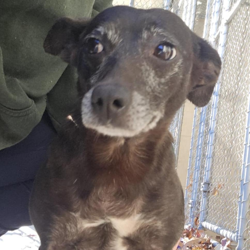 Poppy, Adoptable, Adult Female Miniature Pinscher.