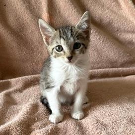 Baby, adopted, Kitten Female Domestic Short Hair.