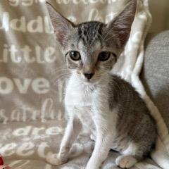 Baby, an adopted Domestic Short Hair in Lauderhill, FL image 2/2