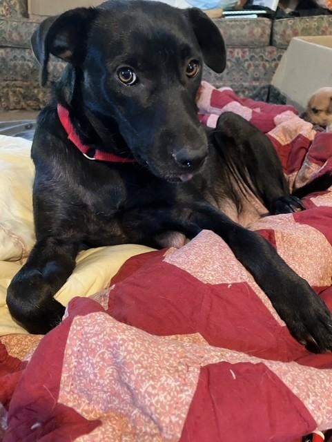 ROMAN — thumbnail 2