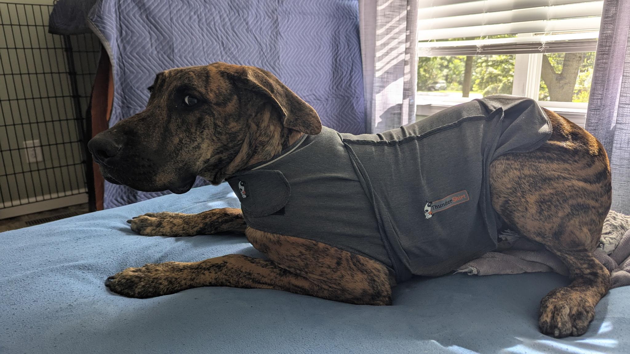 Beetle, Adoptable, Young Male Great Dane.