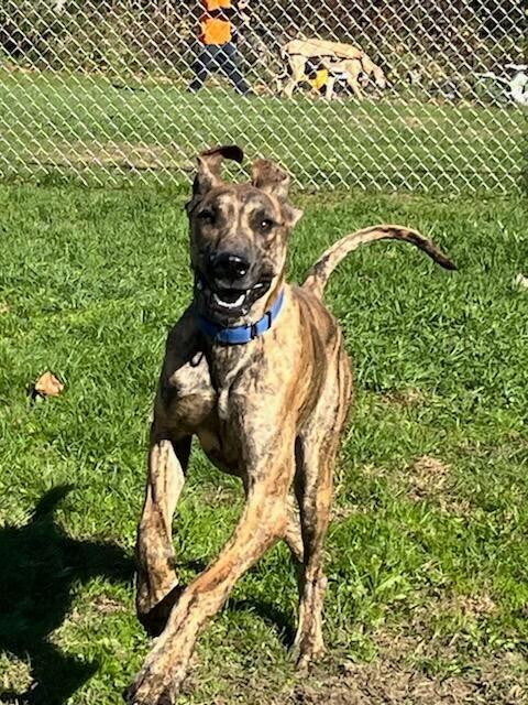 Beetle, a Adoptable Great Dane in New Castle, PA image 2/2