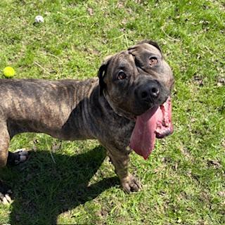 Willow, adoptable, Adult Female Mastiff.