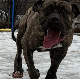 Willow, adoptable, Adult Female Mastiff.