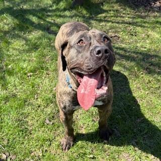 Enlarge Willow, an adoptable Mastiff in Mississauga, ON image 6/6