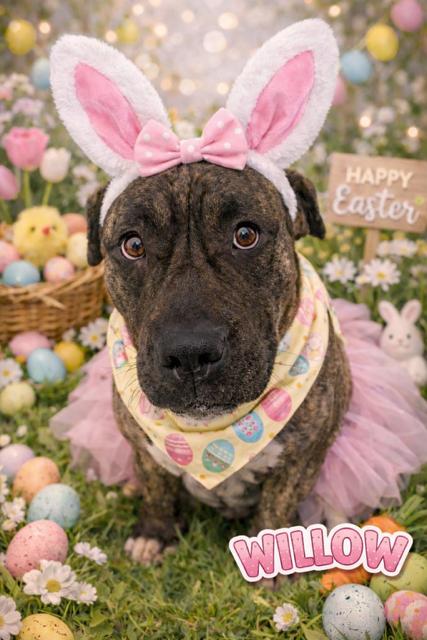 Enlarge Willow, an adoptable Mastiff in Mississauga, ON image 2/4