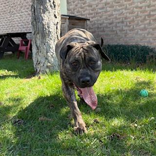 Enlarge Willow, an adoptable Mastiff in Mississauga, ON image 5/6