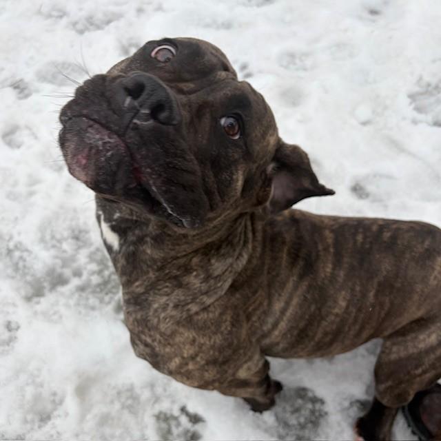 Enlarge Willow, an adoptable Mastiff in Mississauga, ON image 3/4