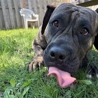 Enlarge Willow, an adoptable Mastiff in Mississauga, ON image 3/6