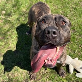 Enlarge Willow, an adoptable Mastiff in Mississauga, ON image 2/6