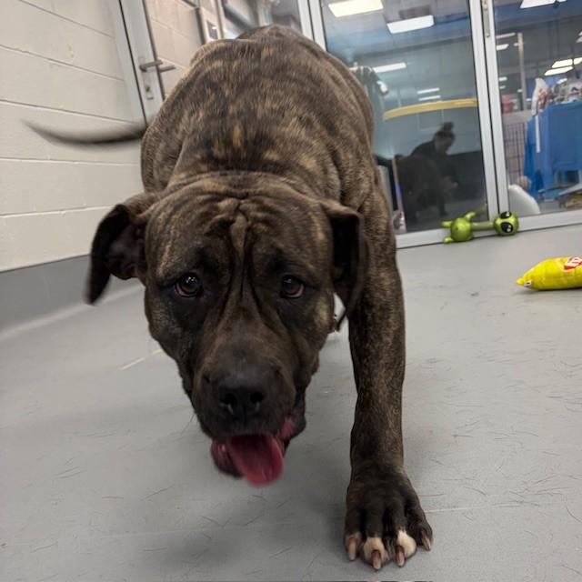 Enlarge Willow, an adoptable Mastiff in Mississauga, ON image 4/4