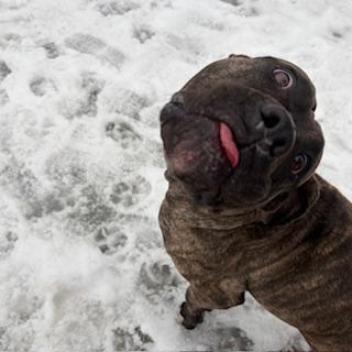 Enlarge Willow, an adoptable Mastiff in Mississauga, ON image 4/6