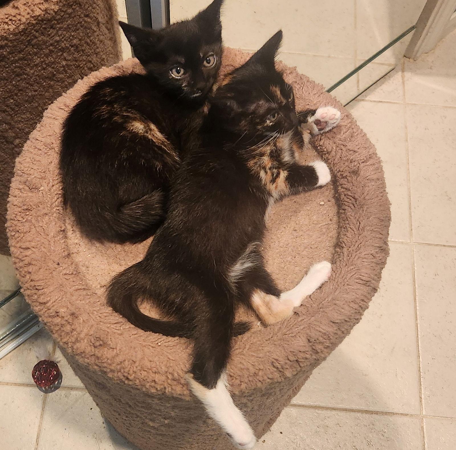 Florence & Frida #bonded-sisters, a Adoptable mixed breed in Houston, TX image 3/3