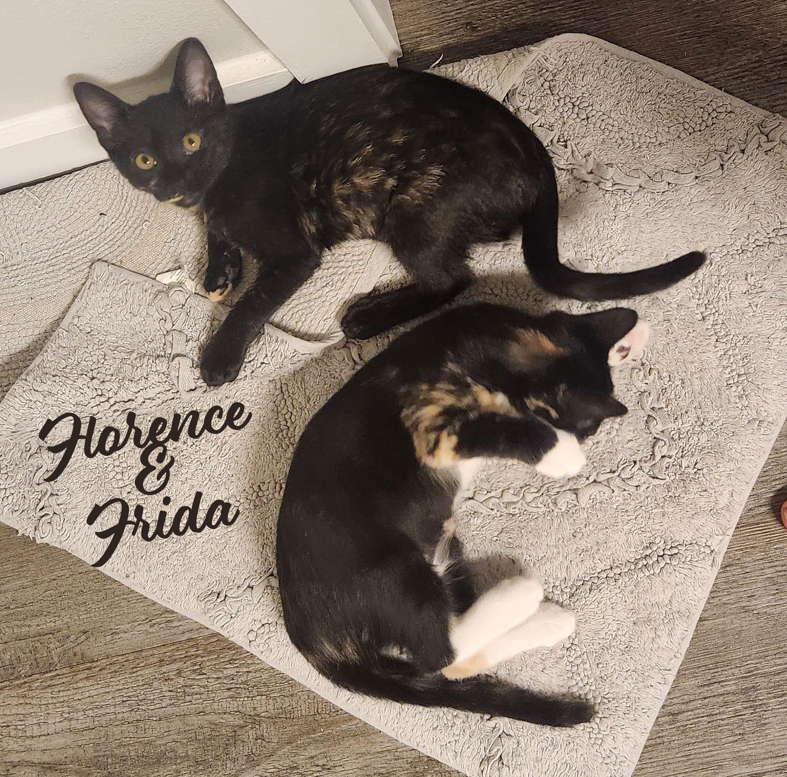 Florence & Frida #bonded-sisters, a Adoptable mixed breed in Houston, TX image 1/3