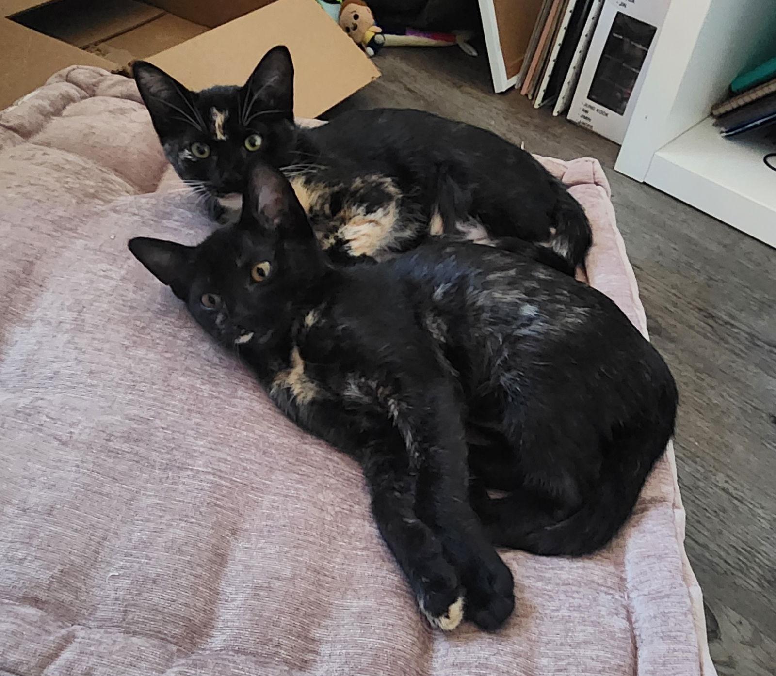 Florence & Frida #bonded-sisters, a Adoptable mixed breed in Houston, TX image 2/3